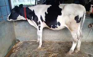 ১৭০০ নং বকনা গরু বিক্রয়