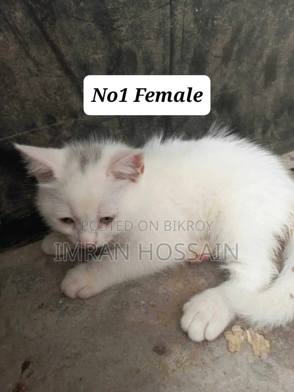 1-3 months Female Mixed Breed Persian