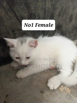 1-3 months Female Mixed Breed Persian