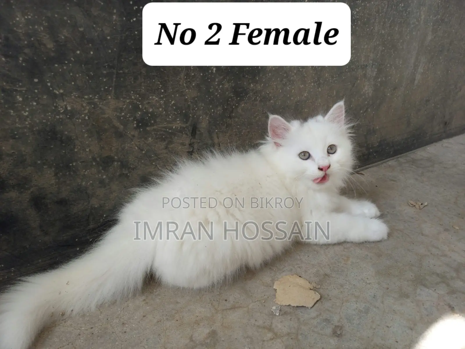 1-3 months Female Mixed Breed Persian