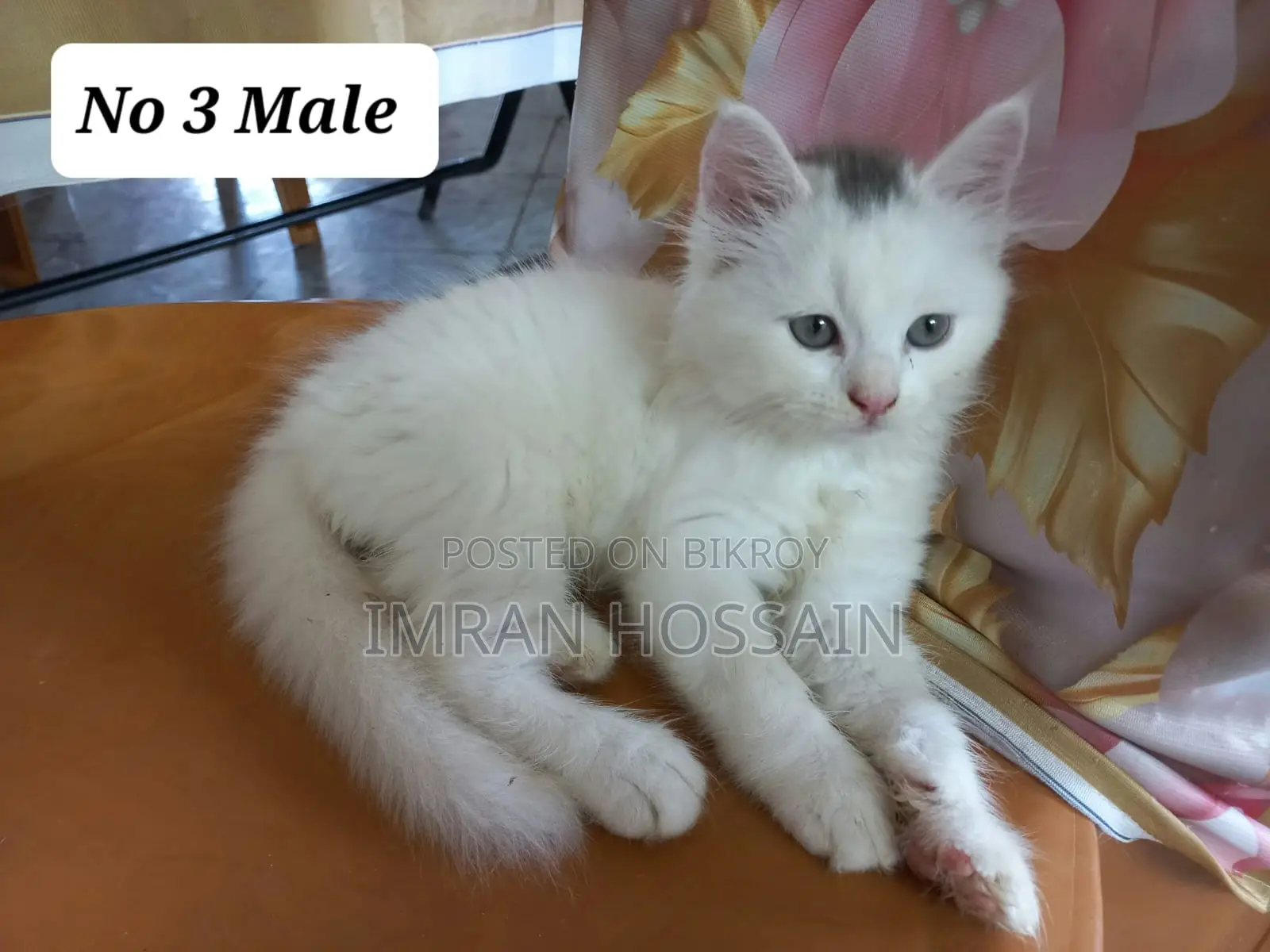 1-3 months Female Mixed Breed Persian