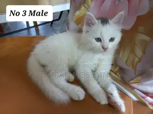 1-3 months Female Mixed Breed Persian