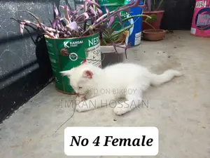 1-3 months Female Mixed Breed Persian