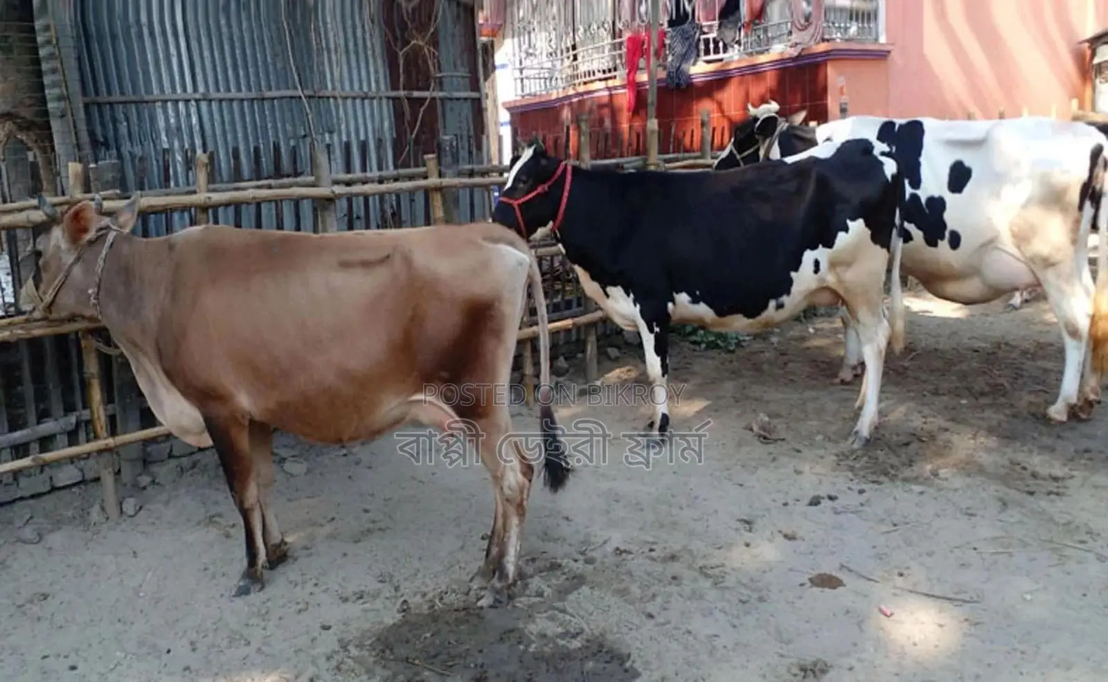 ১৬৯৫নং উন্নত জাতের ৩টি গাভী গরু এক লটে কিনুন ।