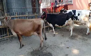 ১৬৯৫নং উন্নত জাতের ৩টি গাভী গরু এক লটে কিনুন ।