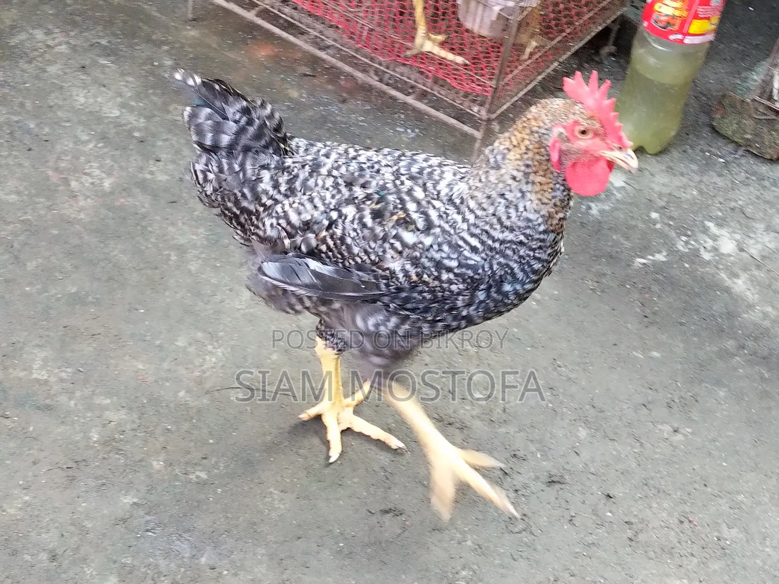 Original Tiger Rooster