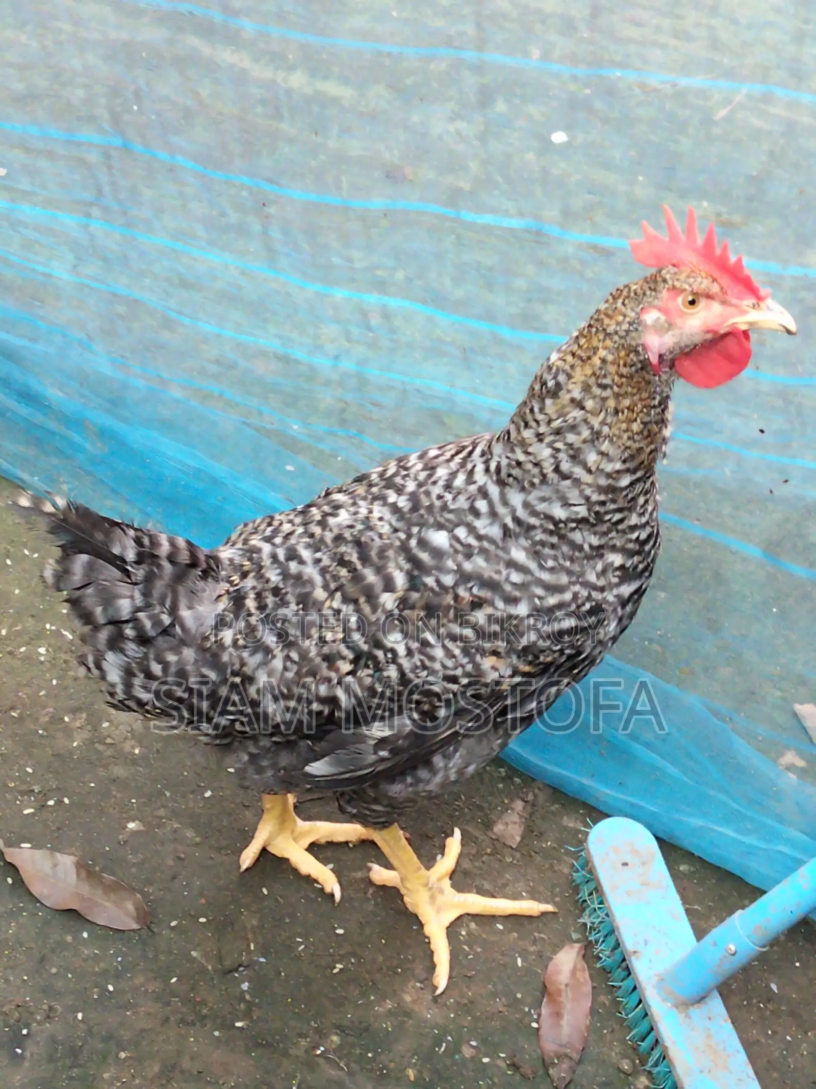 Original Tiger Rooster