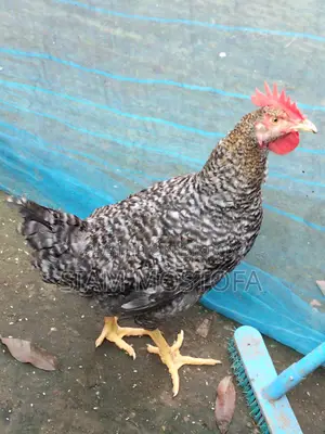 Original Tiger Rooster