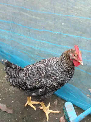 Original Tiger Rooster