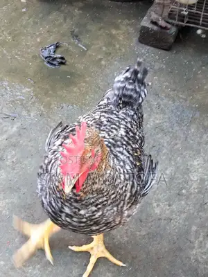 Original Tiger Rooster