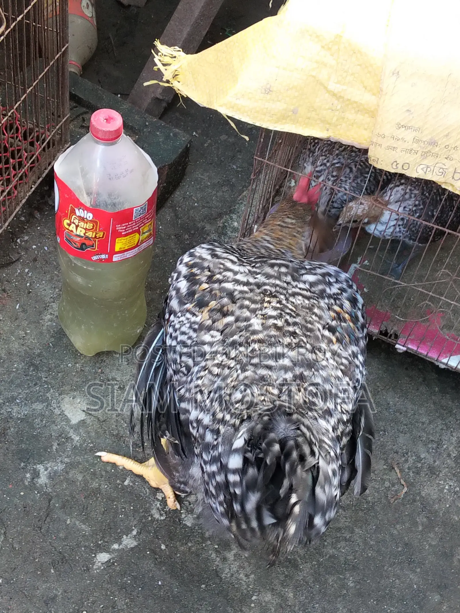 Original Tiger Rooster
