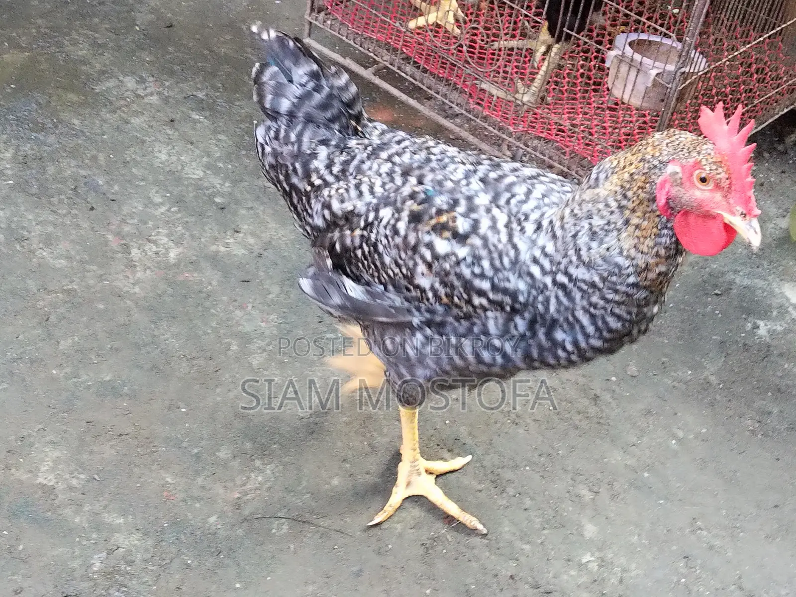 Original Tiger Rooster