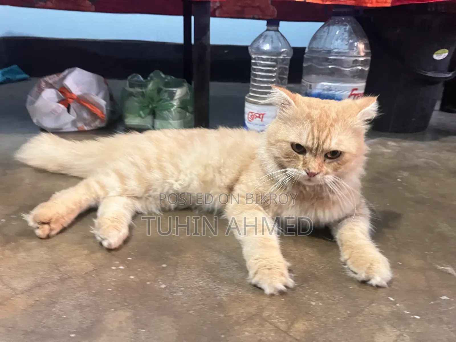 6-12 months Male Purebred Persian