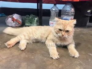 6-12 months Male Purebred Persian
