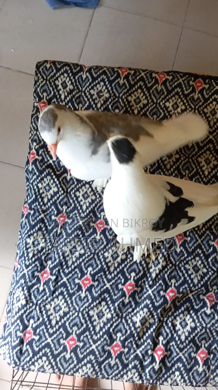 ১.৫ মাসের সিরাজী ক্রস কবুতর বিক্রি করা হবে