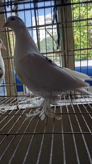 ১.৫ মাসের সিরাজী ক্রস কবুতর বিক্রি করা হবে