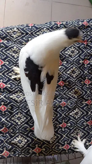 ১.৫ মাসের সিরাজী ক্রস কবুতর বিক্রি করা হবে