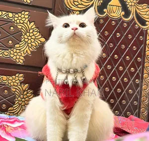 6-12 months Female Purebred Persian