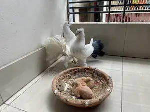 Adult Laksha with Babies