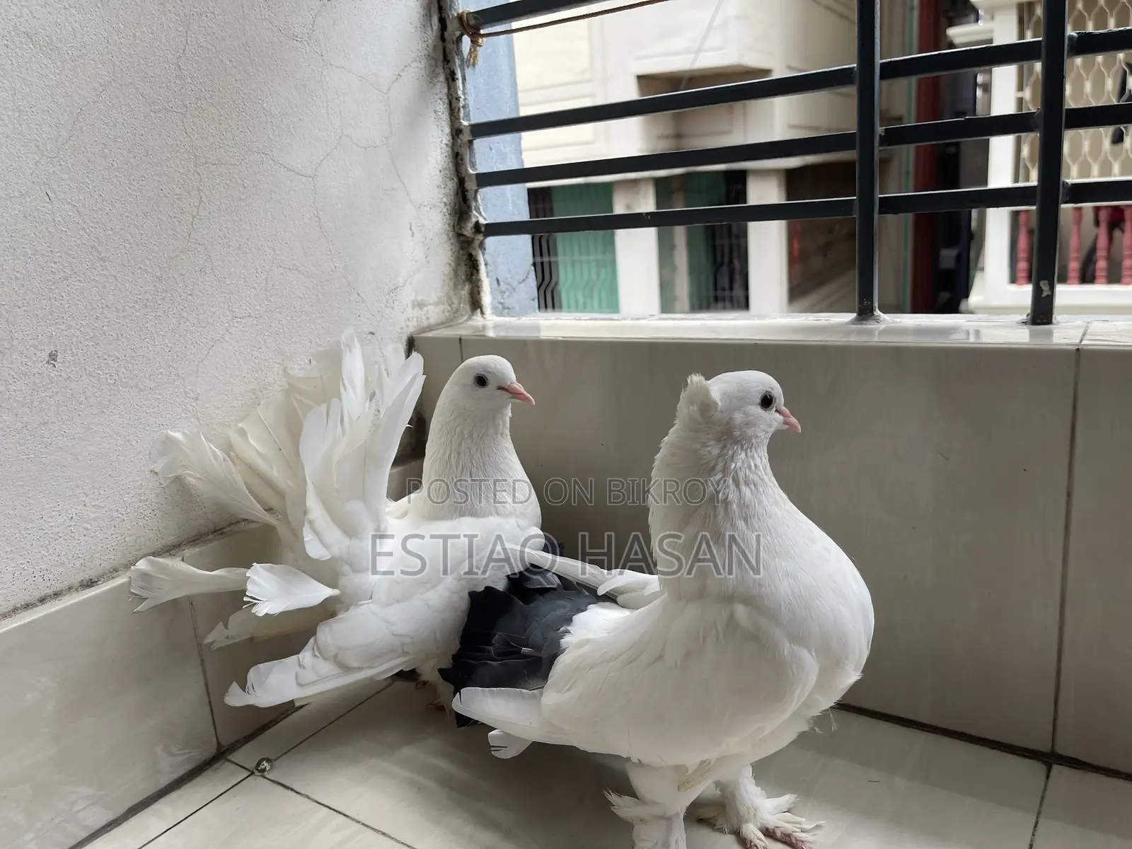 Adult Laksha with Babies