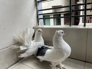 Adult Laksha with Babies
