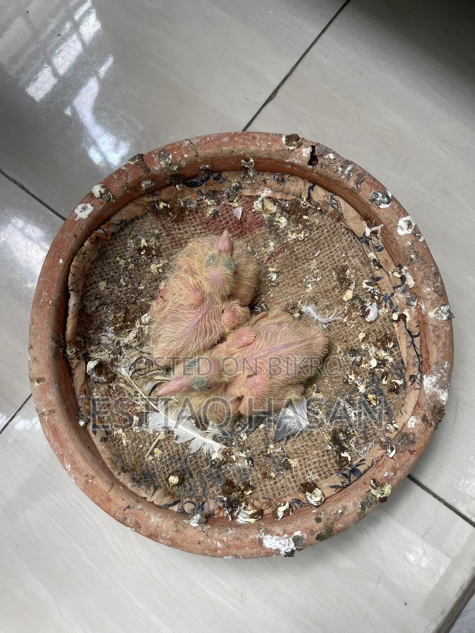 Adult Laksha with Babies
