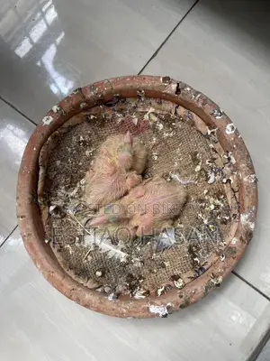 Adult Laksha with Babies