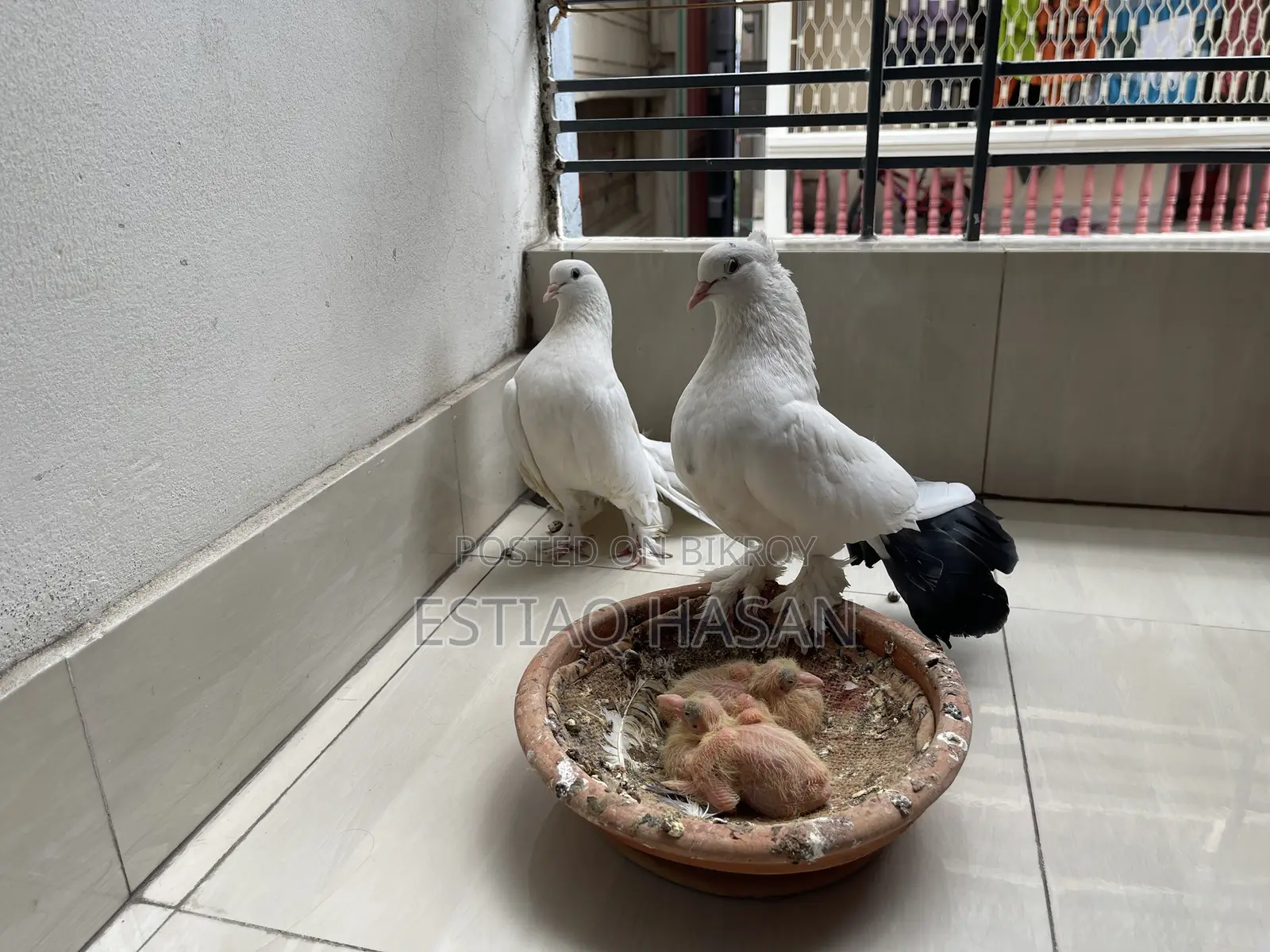 Adult Laksha with Babies