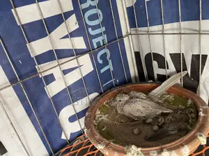 Adult Australian Dove with Chick