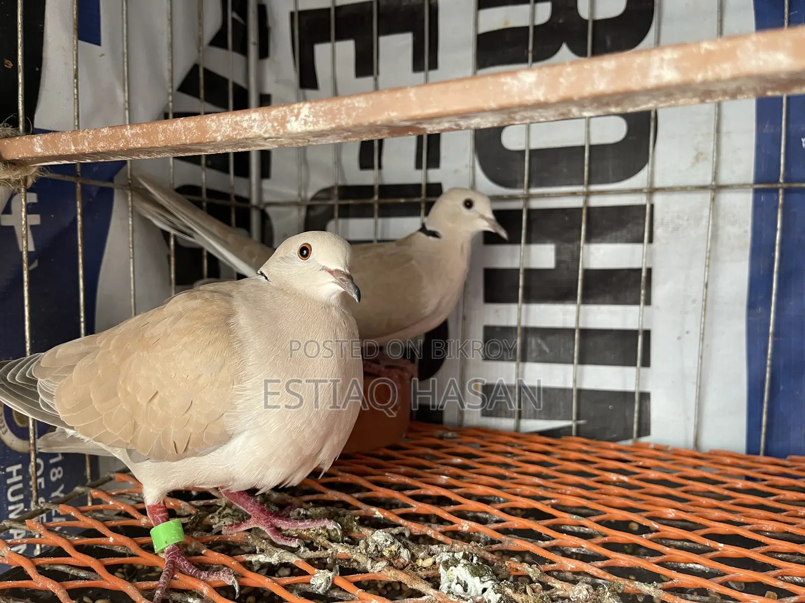 Adult Australian Dove with Chick