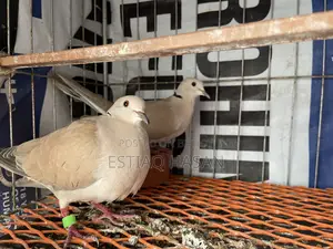 Adult Australian Dove with Chick