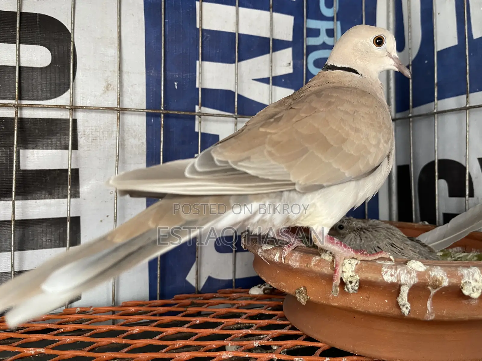 Adult Australian Dove with Chick