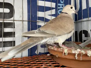 Adult Australian Dove with Chick