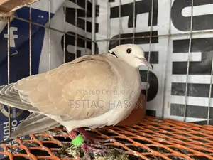 Adult Australian Dove with Chick