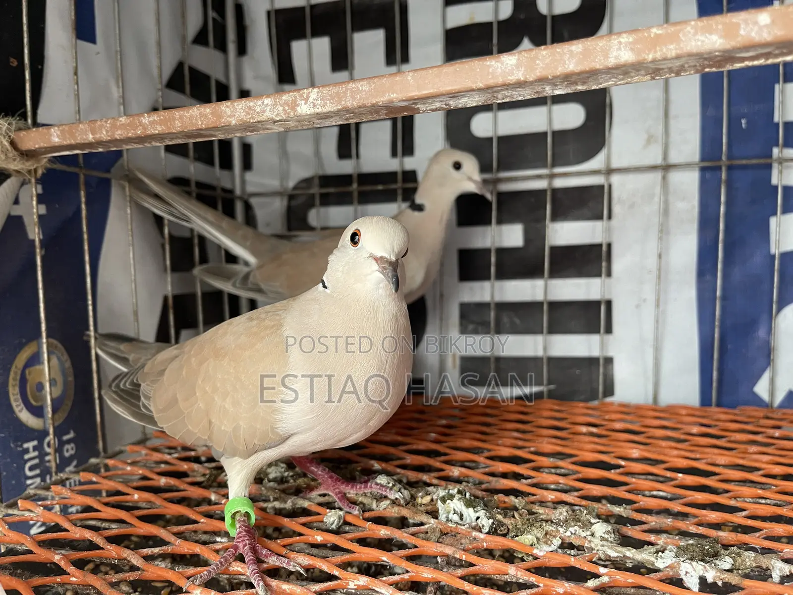 Adult Australian Dove with Chick
