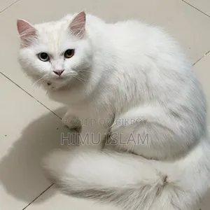 6-12 months Female Purebred American Wirehair