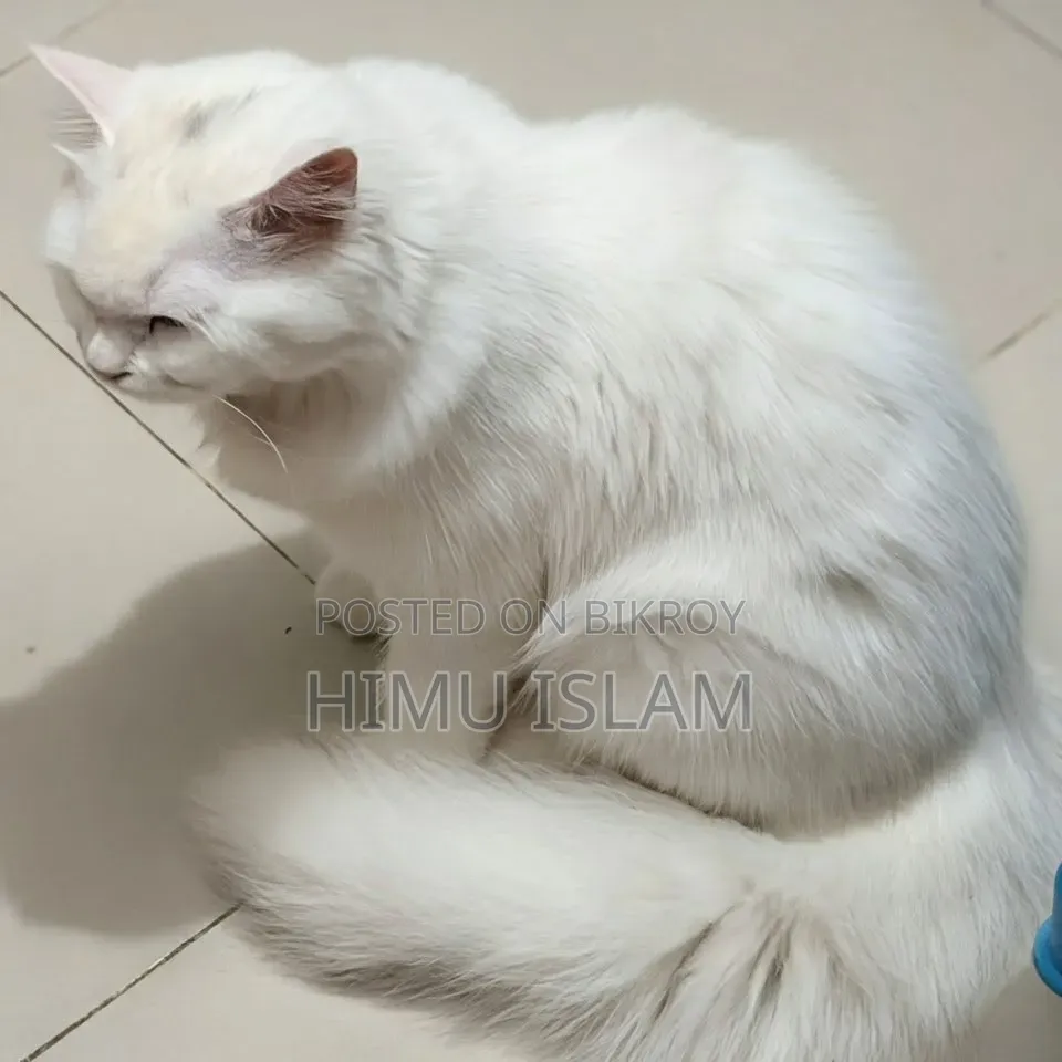 6-12 months Female Purebred American Wirehair