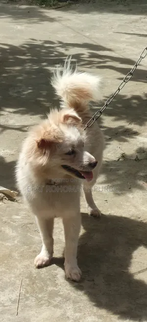 6-12 months Male Purebred Japanese Spitz