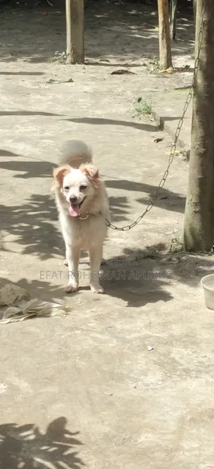 6-12 months Male Purebred Japanese Spitz