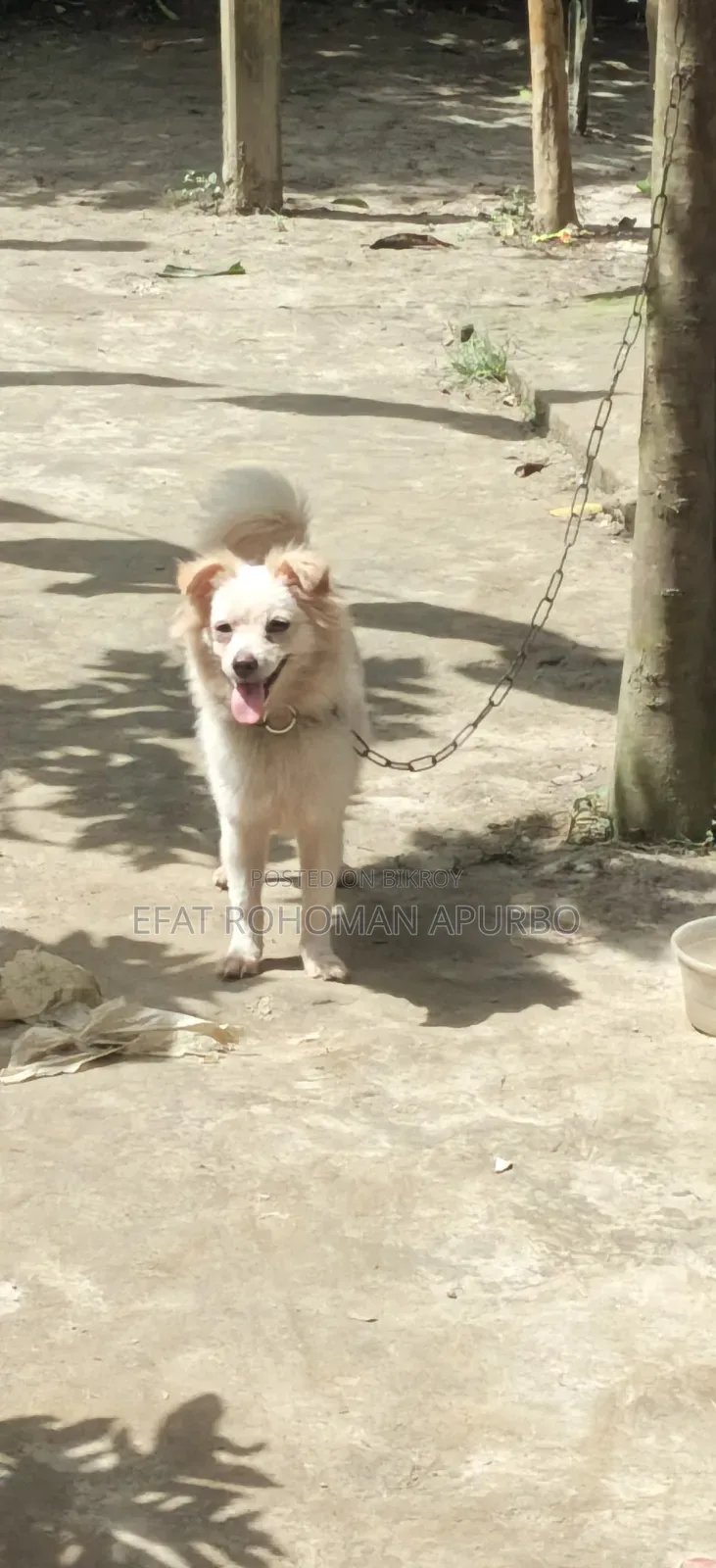 6-12 months Male Purebred Japanese Spitz