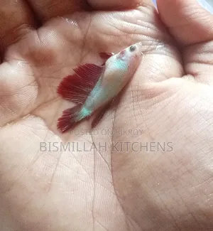 এখানে এসে নিয়ে যেতে হবে