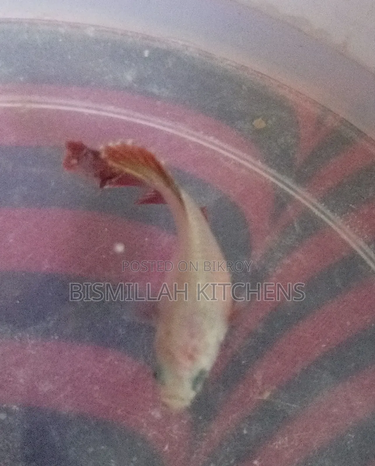 এখানে এসে নিয়ে যেতে হবে