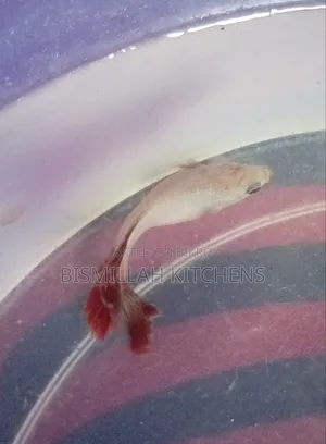 এখানে এসে নিয়ে যেতে হবে