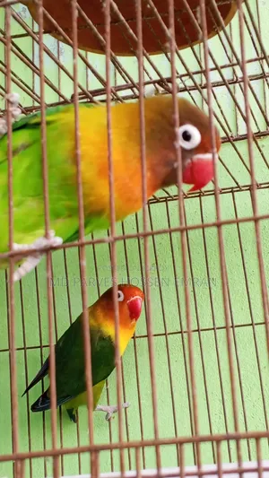 Running Lovebird Bird