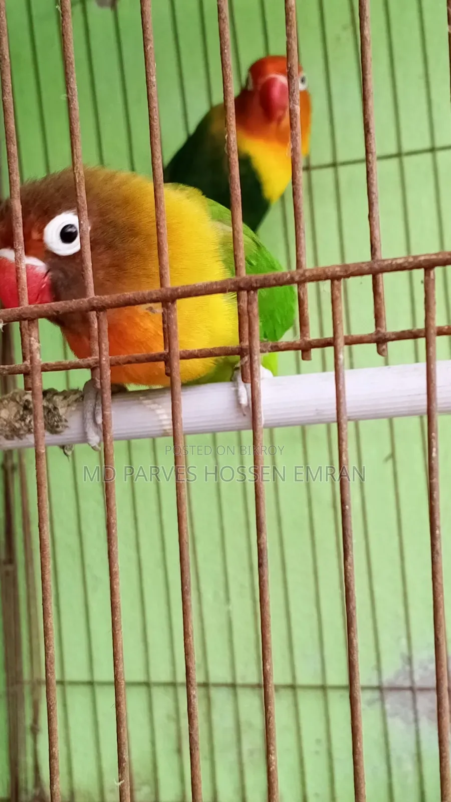 Running Lovebird Bird