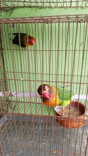 Running Lovebird Bird