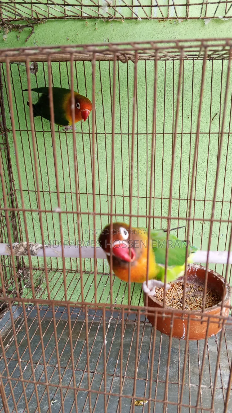 Running Lovebird Bird