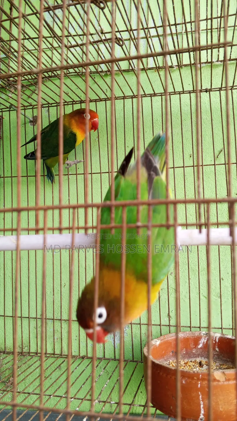 Running Lovebird Bird