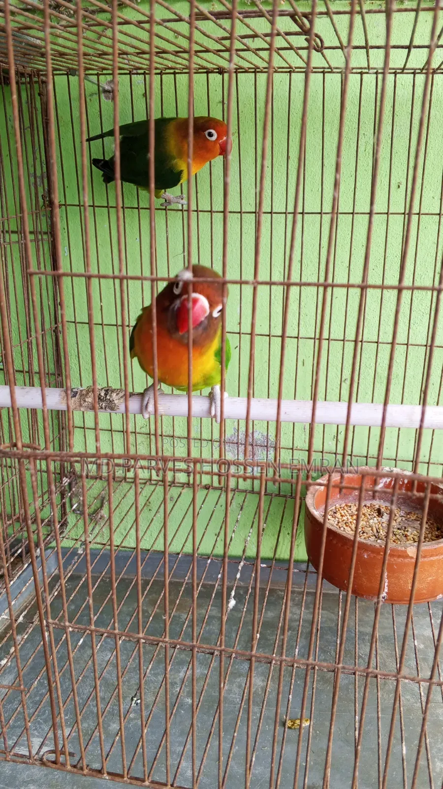 Running Lovebird Bird