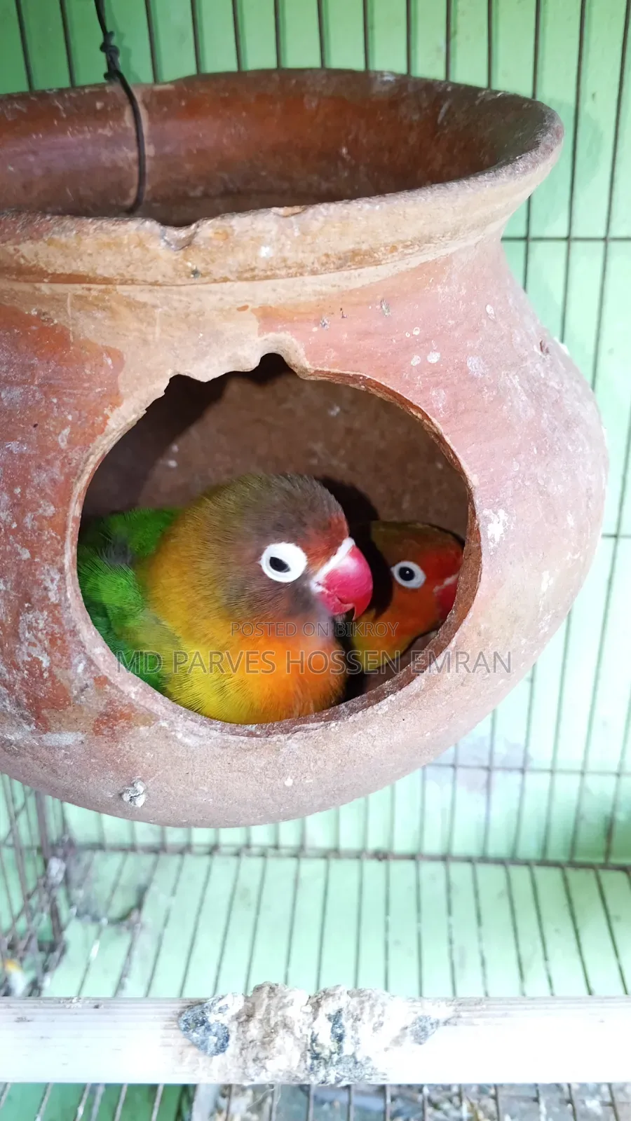 Running Lovebird Bird